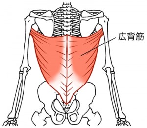 ストレッチ広背筋